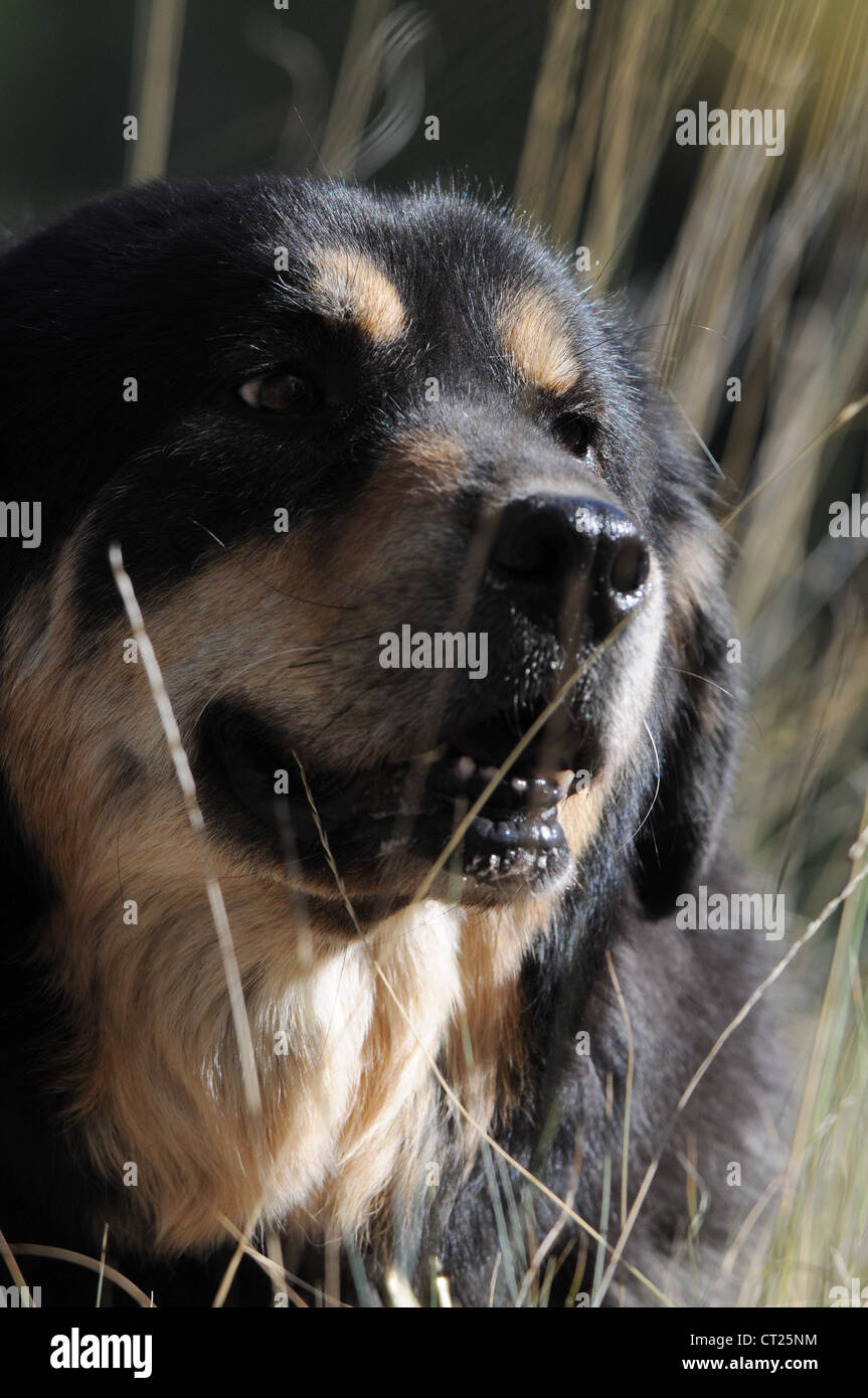 Il Mastino tibetano cane in estate Foto Stock