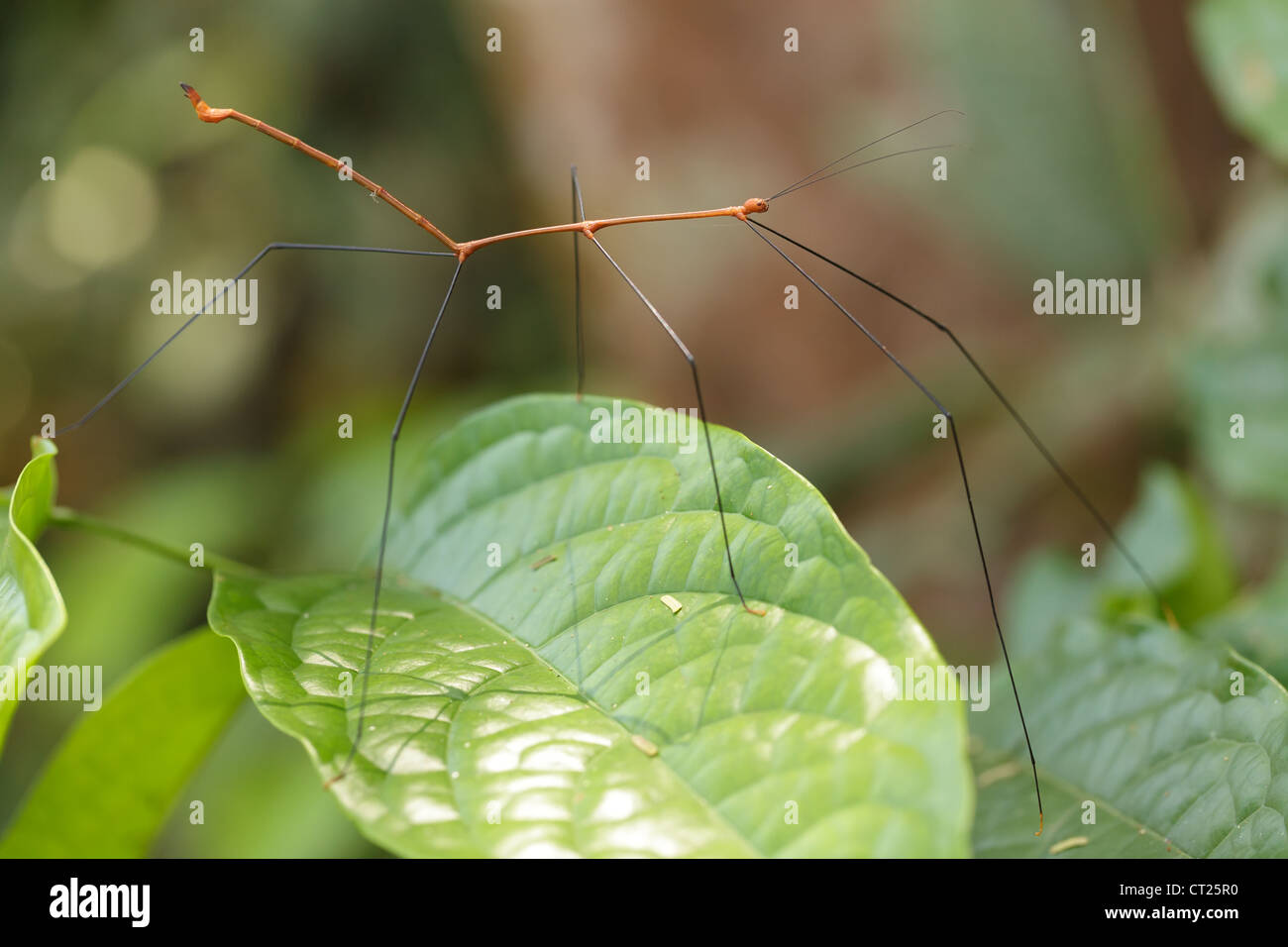 Tropical stick insetto sottile, Malaysia Foto Stock