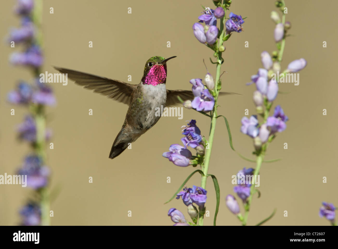 Un uccello colibrì dalla coda larga che si libra a Penstemon fiorisce in cerca di nettare Foto Stock