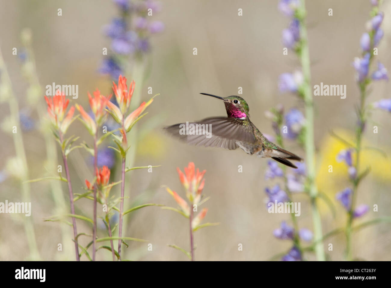 Un uccello colibrì dalla coda larga che si libra a Penstemon e fiori di pennello indiano fioriscono i fiori in cerca di nettare Foto Stock