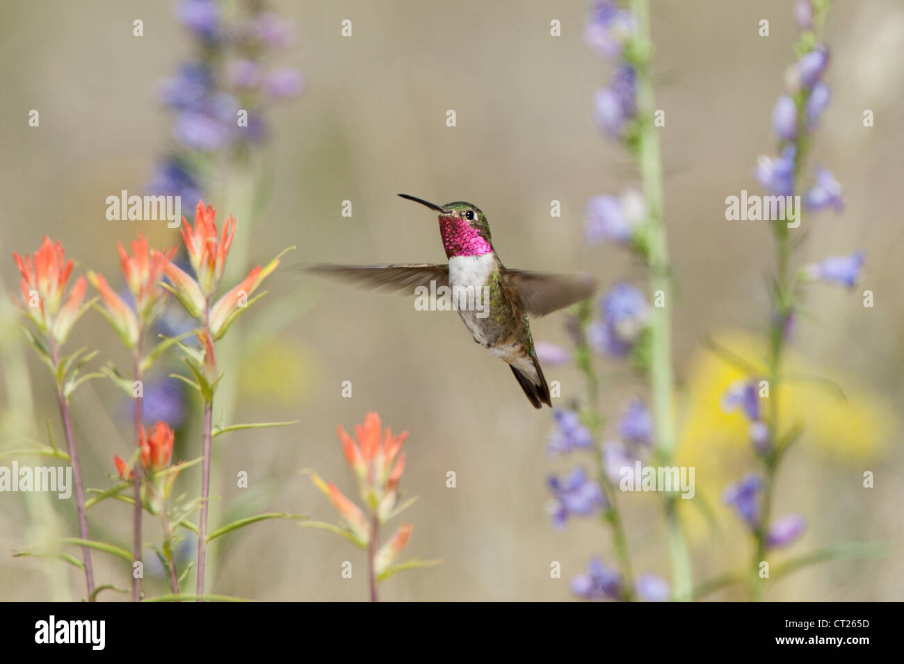 Un uccello colibrì dalla coda larga che si libra a Penstemon e fiori di pennello indiano fioriscono i fiori in cerca di nettare Foto Stock