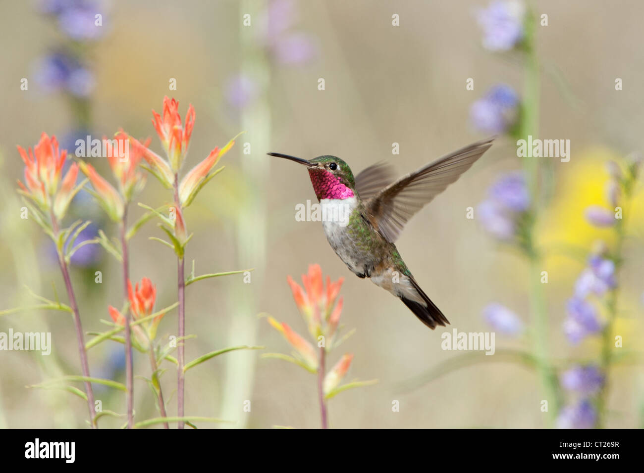 Un colibrì dalla coda larga che si libra in Penstemon e fiori di pennello indiano fioriscono i fiori in cerca di nettare Foto Stock