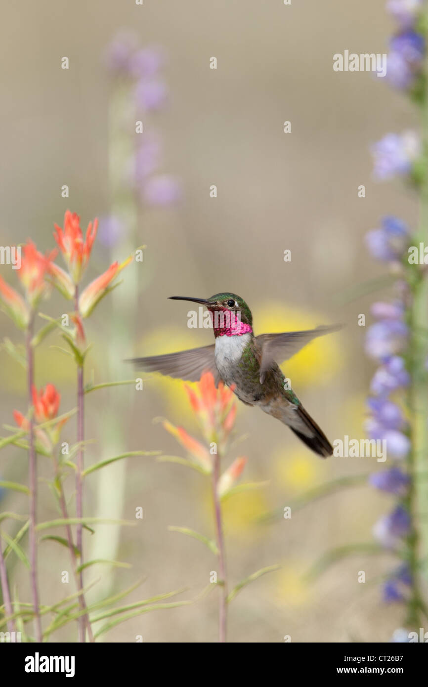 Un uccello colibrì dalla coda larga che si libra nei fiori di Penstemon e Indian Paintbrush fiorisce in cerca di nettare verticale Foto Stock