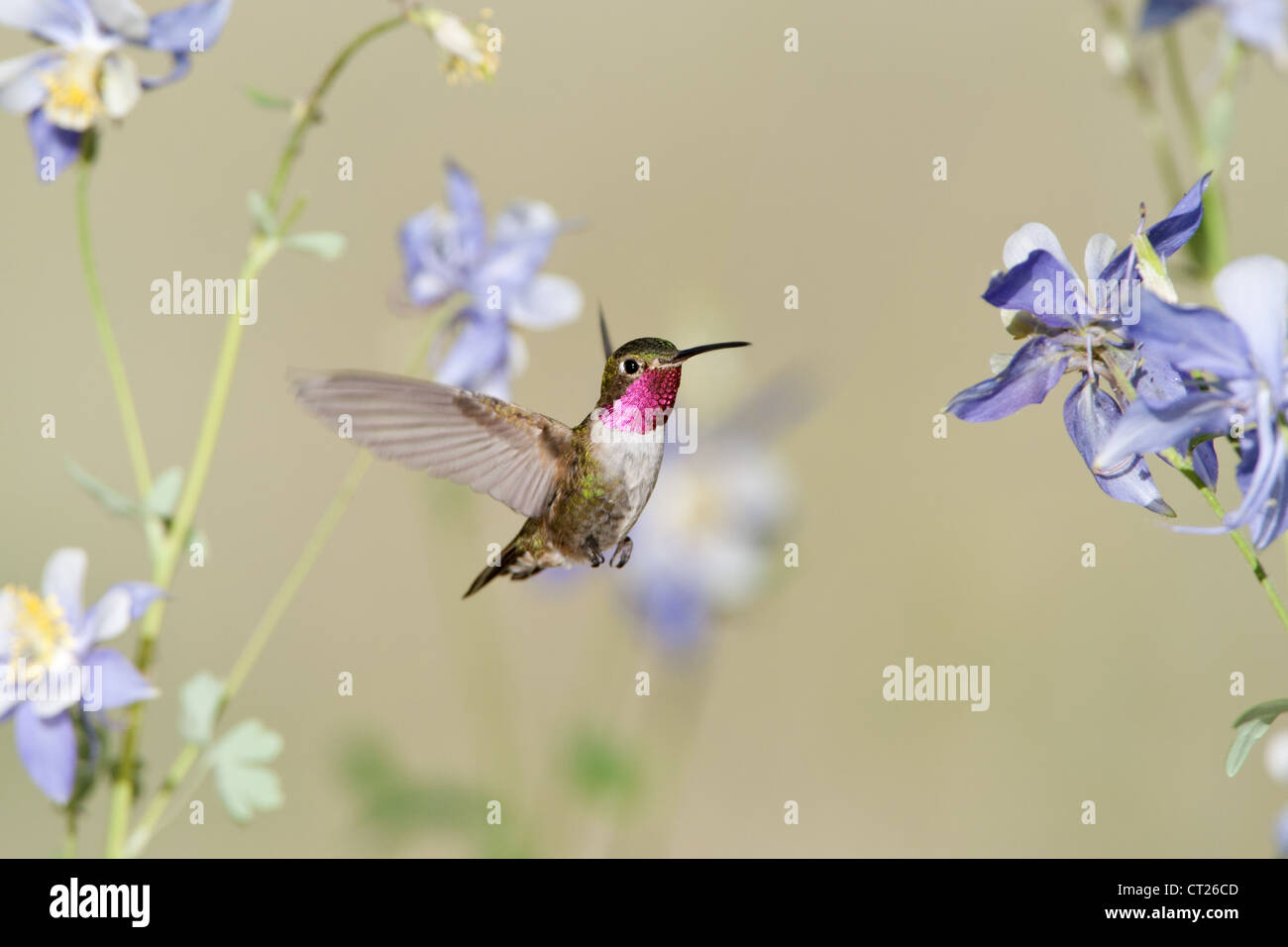 Un uccello colibrì dalla coda larga che si libra nei fiori di Columbine fiorisce in cerca di nettare Foto Stock