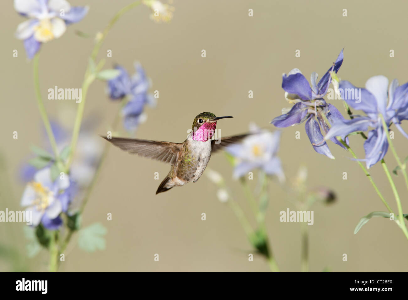 Un uccello colibrì dalla coda larga che si libra vicino ai fiori di Columbine fiorisce in cerca di nettare Foto Stock