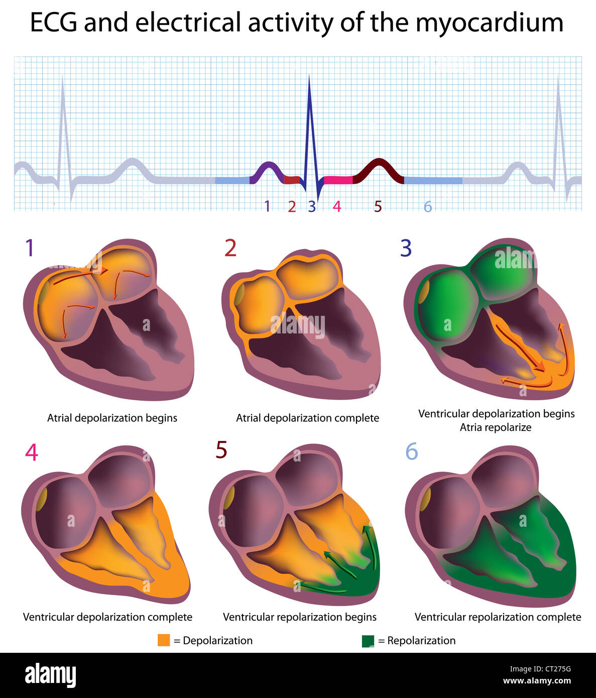ECG e il miocardio Foto Stock