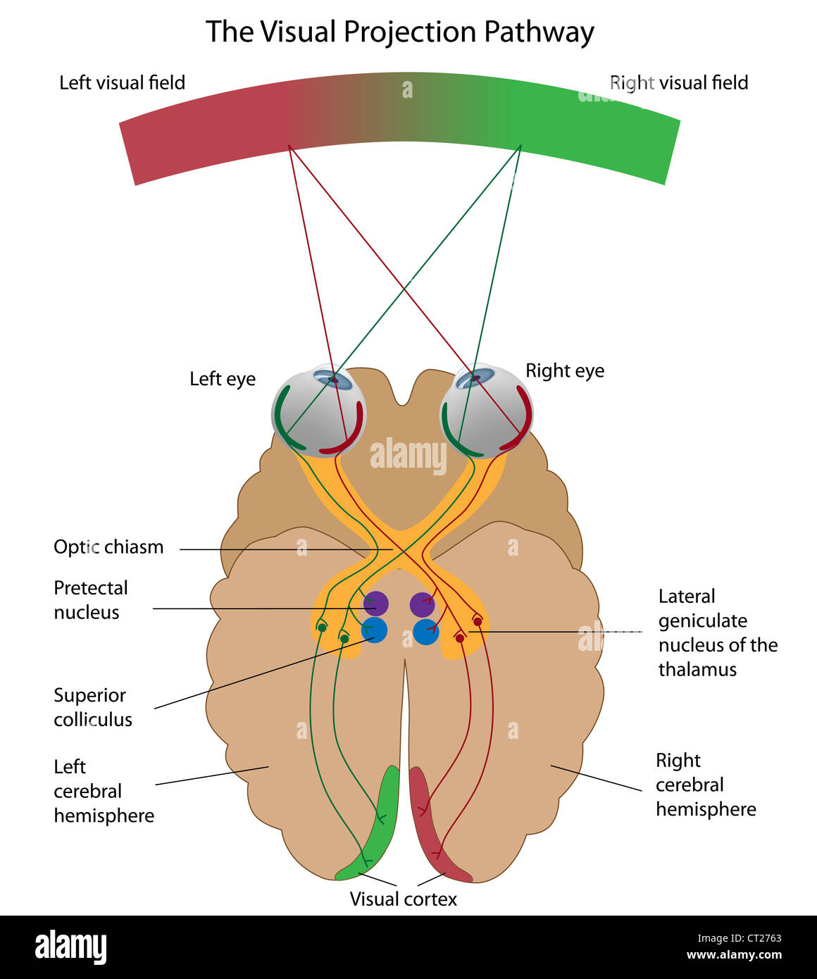 La proiezione visiva pathway Foto Stock