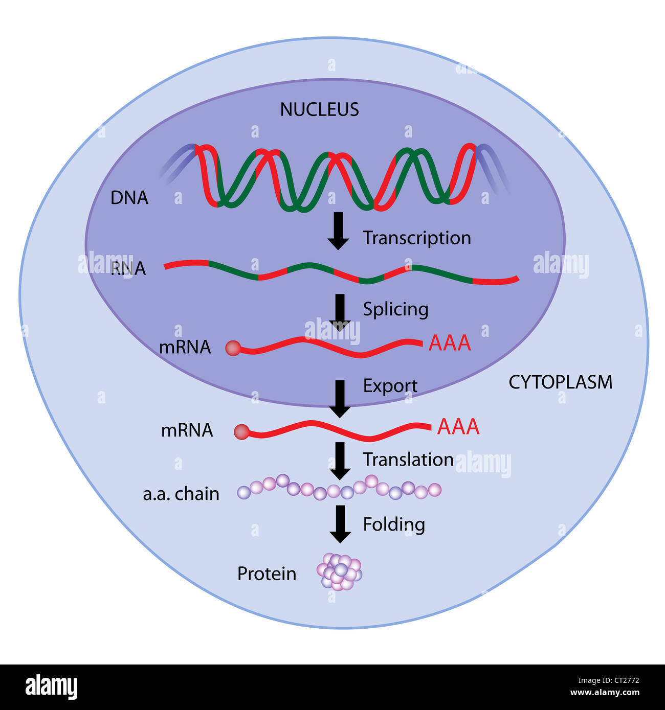 Espressione genica Foto Stock