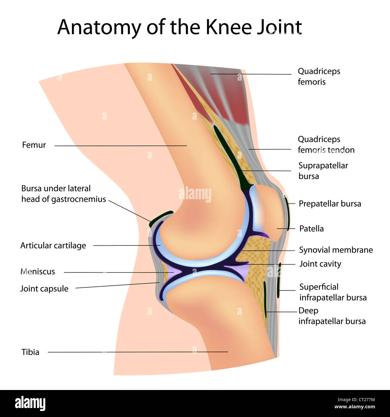 Anatomia della giunzione del ginocchio, marcato Foto Stock