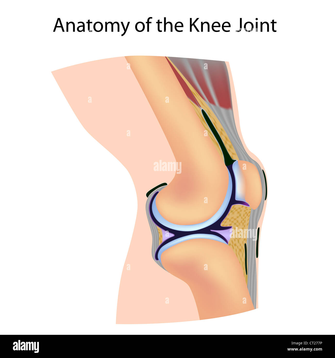 Anatomia della giuntura di ginocchio Foto Stock