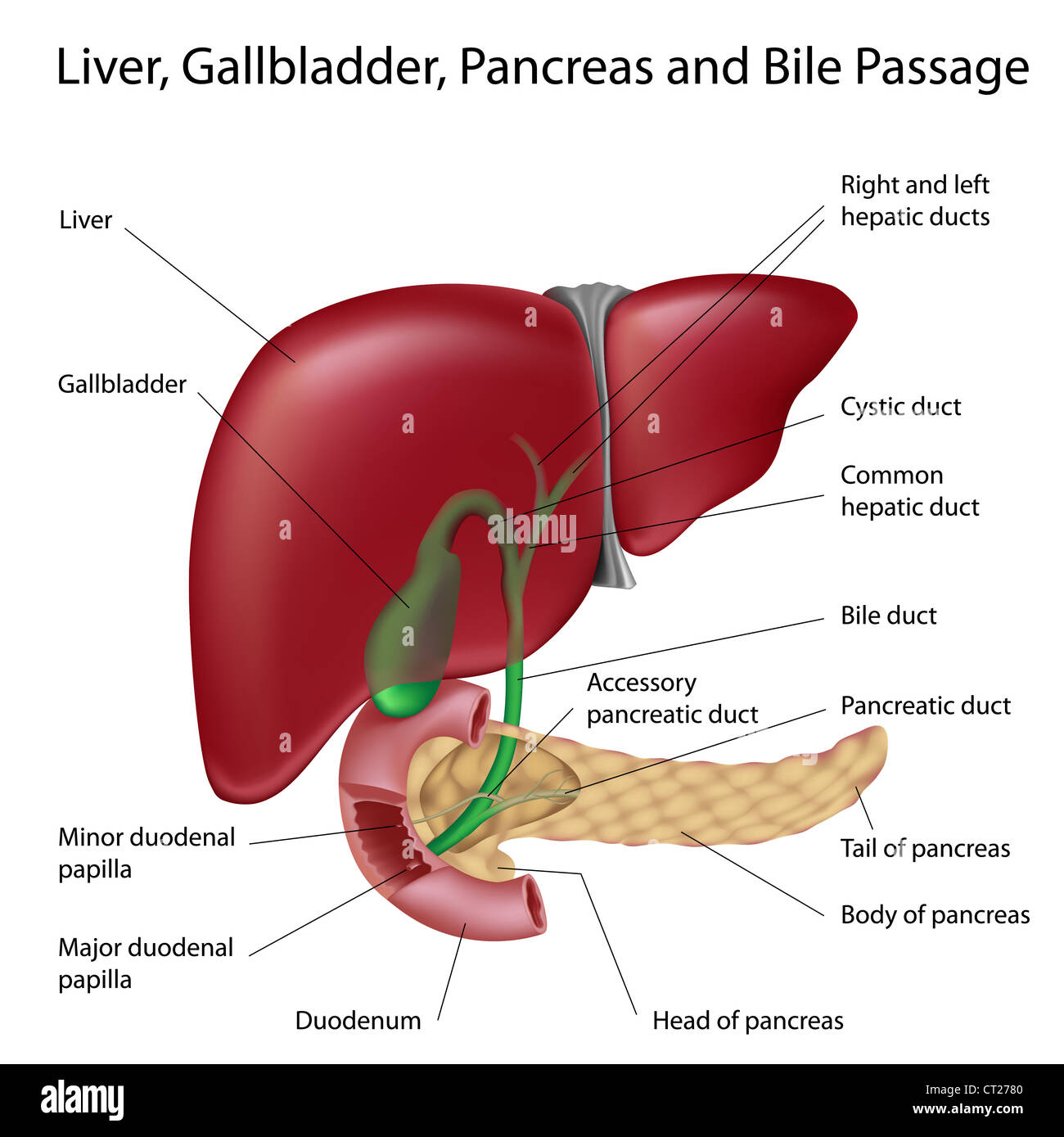 Live, del pancreas, della cistifellea e passaggio di bile Foto Stock