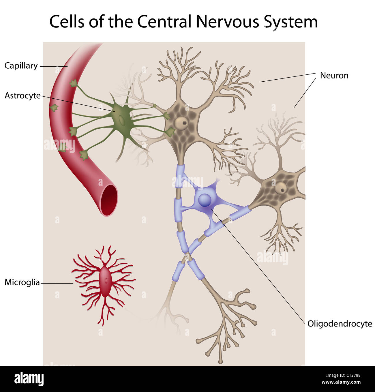 Le cellule del sistema nervoso centrale Foto Stock