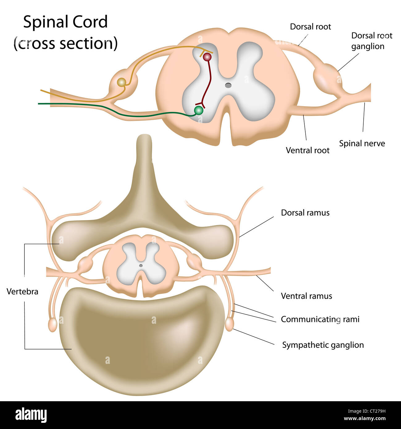 Sezione trasversale del midollo spinale Foto Stock