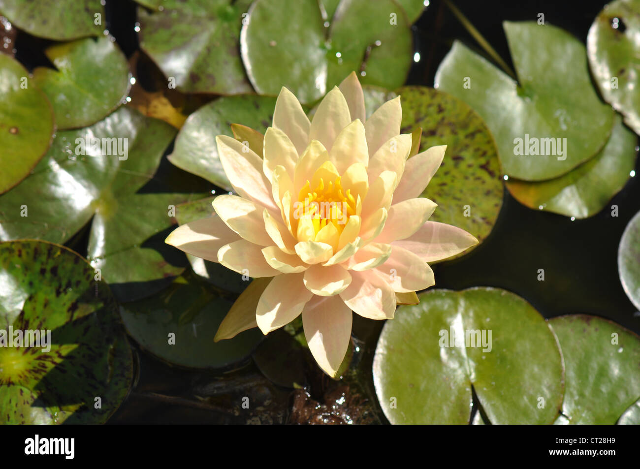 Fiore di loto sul Lily Pad Foto Stock