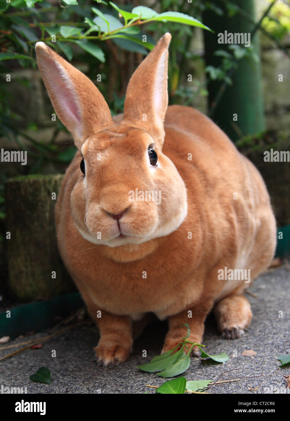 Domestico coniglio maschio Foto Stock