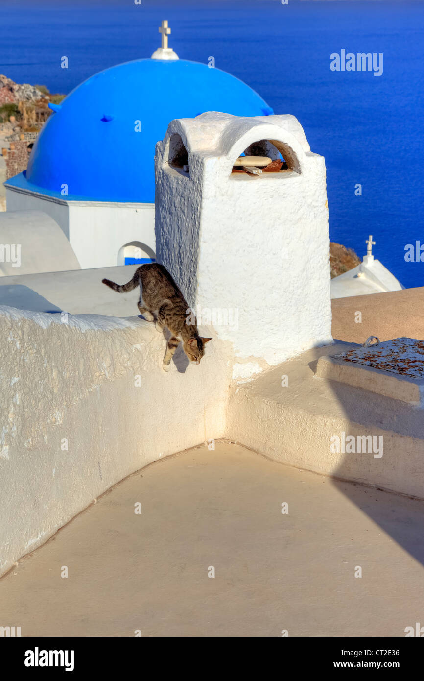 Gatto sul tetto di Oia - Santorini, Grecia Foto Stock