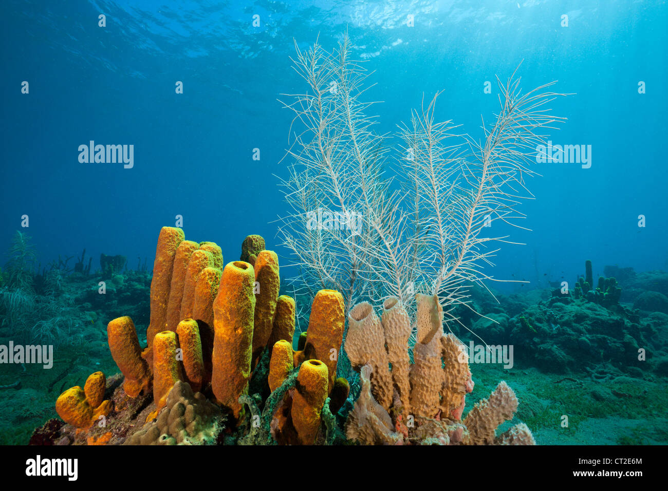 Tubo giallo spugne in Coral Reef, Aplysina fistularis, Mar dei Caraibi, Dominica Foto Stock