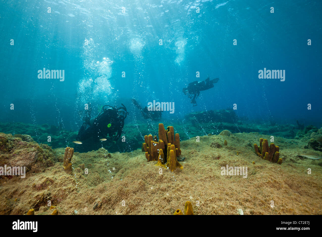 Champagne beach dominica immagini e fotografie stock ad alta risoluzione -  Alamy