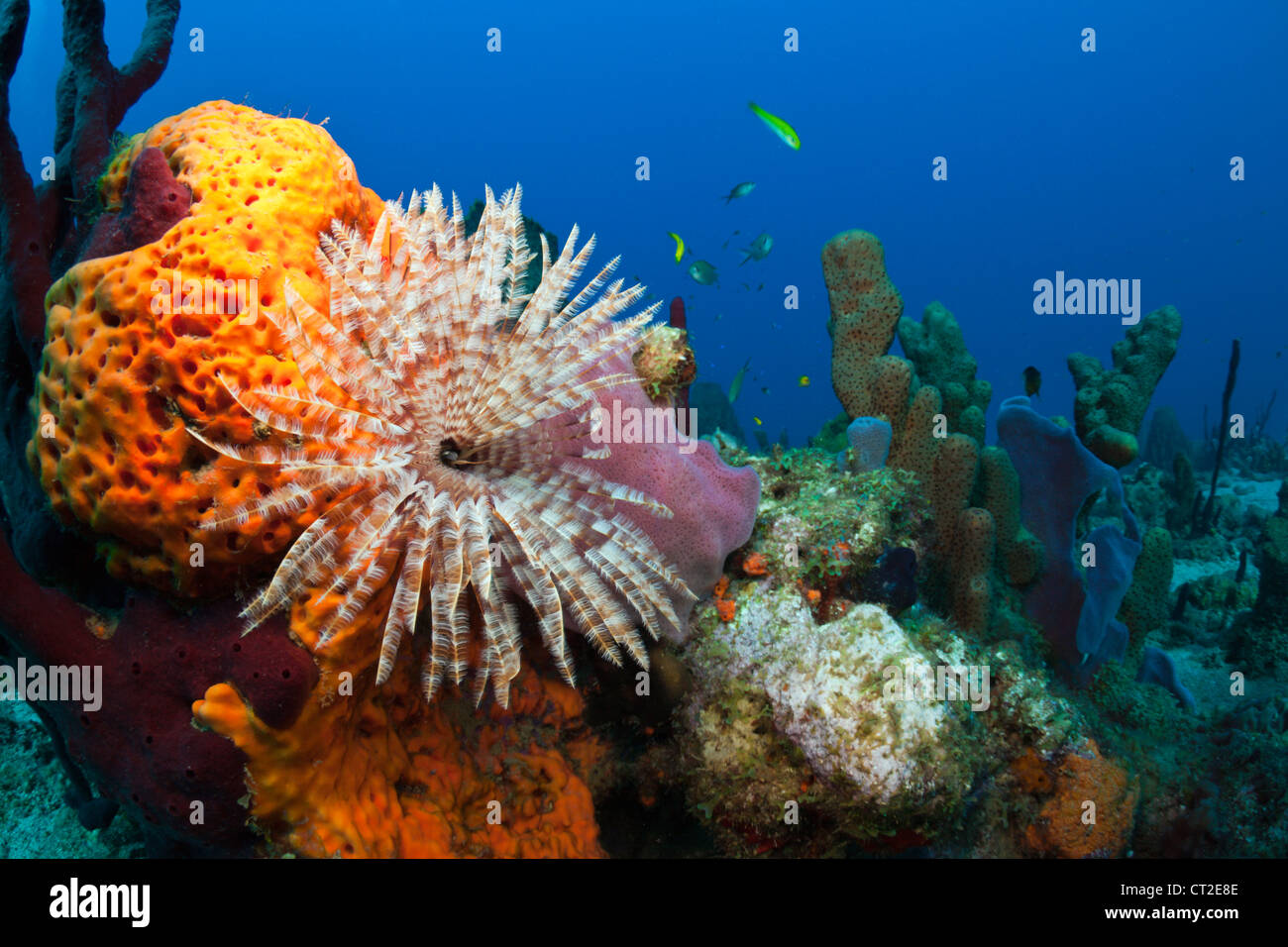 Una scogliera corallina caraibica, il Mare dei Caraibi, Dominica Foto Stock