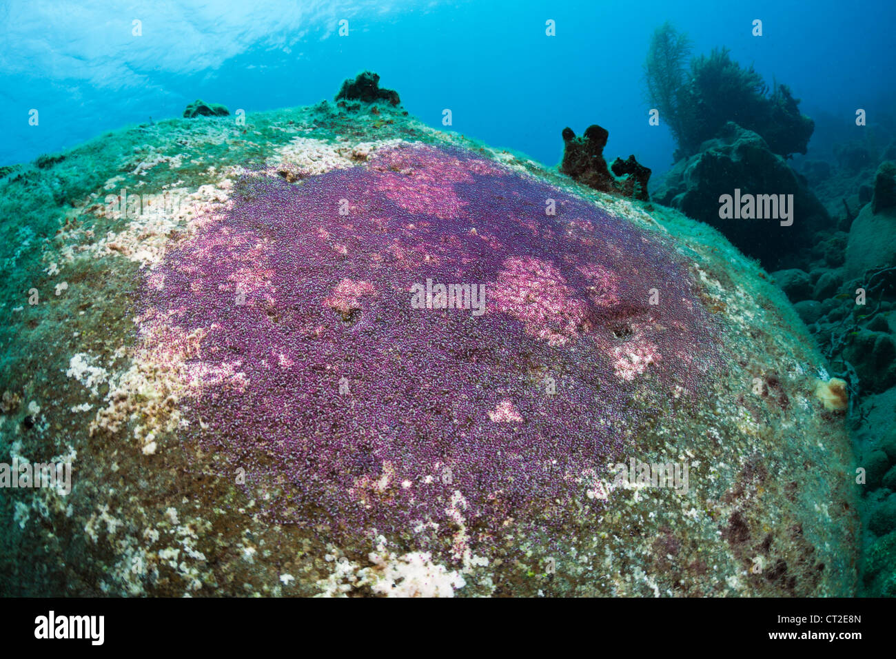 Uova di pesce sulla roccia, il Mare dei Caraibi, Dominica Foto Stock