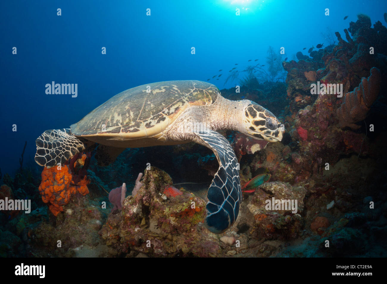 Tartaruga embricata, Eretmochelys imbriocota, Mar dei Caraibi, Dominica Foto Stock