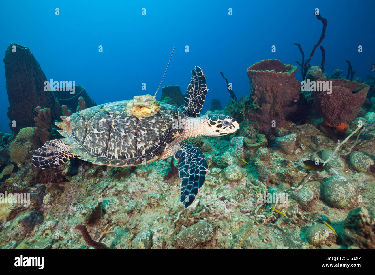 Tartaruga embricata etichettate con trasmettitore, Eretmochelys imbriocota, Mar dei Caraibi, Dominica Foto Stock