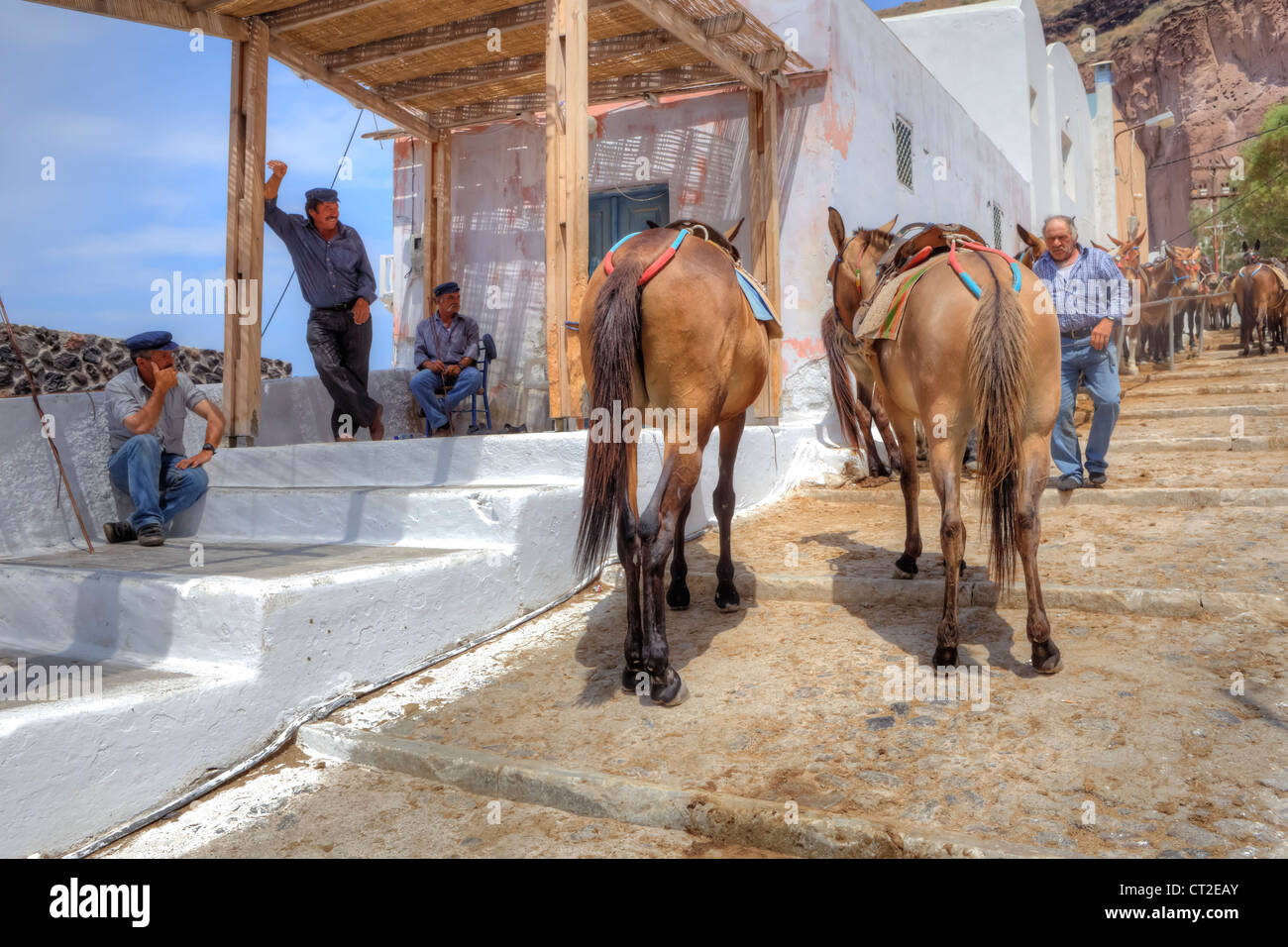 I driver di mulo attendere per clienti al Vecchio Porto di Fira, Santorini, Grecia Foto Stock
