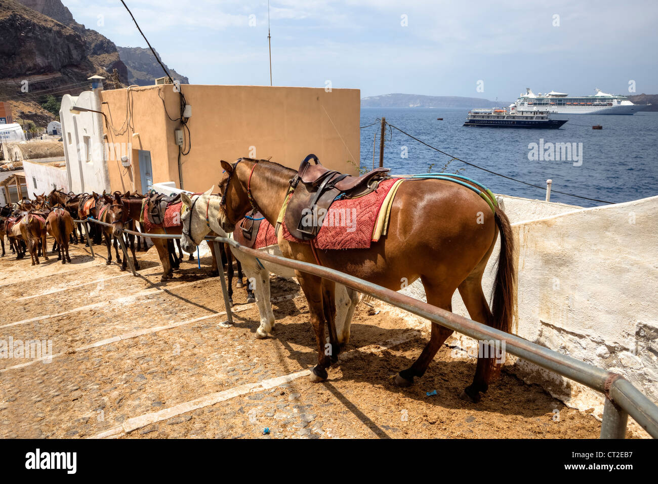 Muli in attesa di turisti nel Vecchio Porto di Fira, Santorini, Grecia Foto Stock