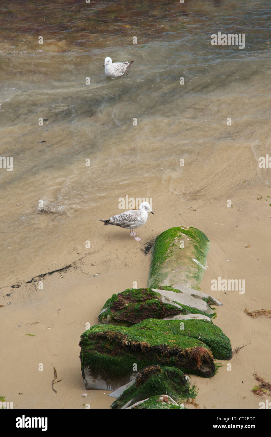 Gabbiani sulla spiaggia da fognature tubo di efflusso Foto Stock