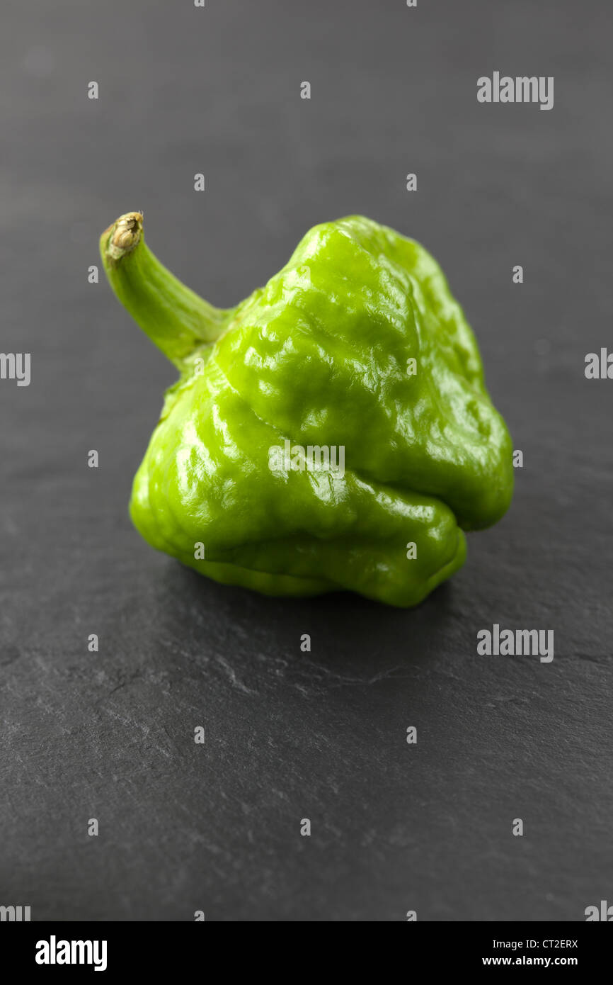 Green Scotch Bonnet Peperoncino Foto Stock