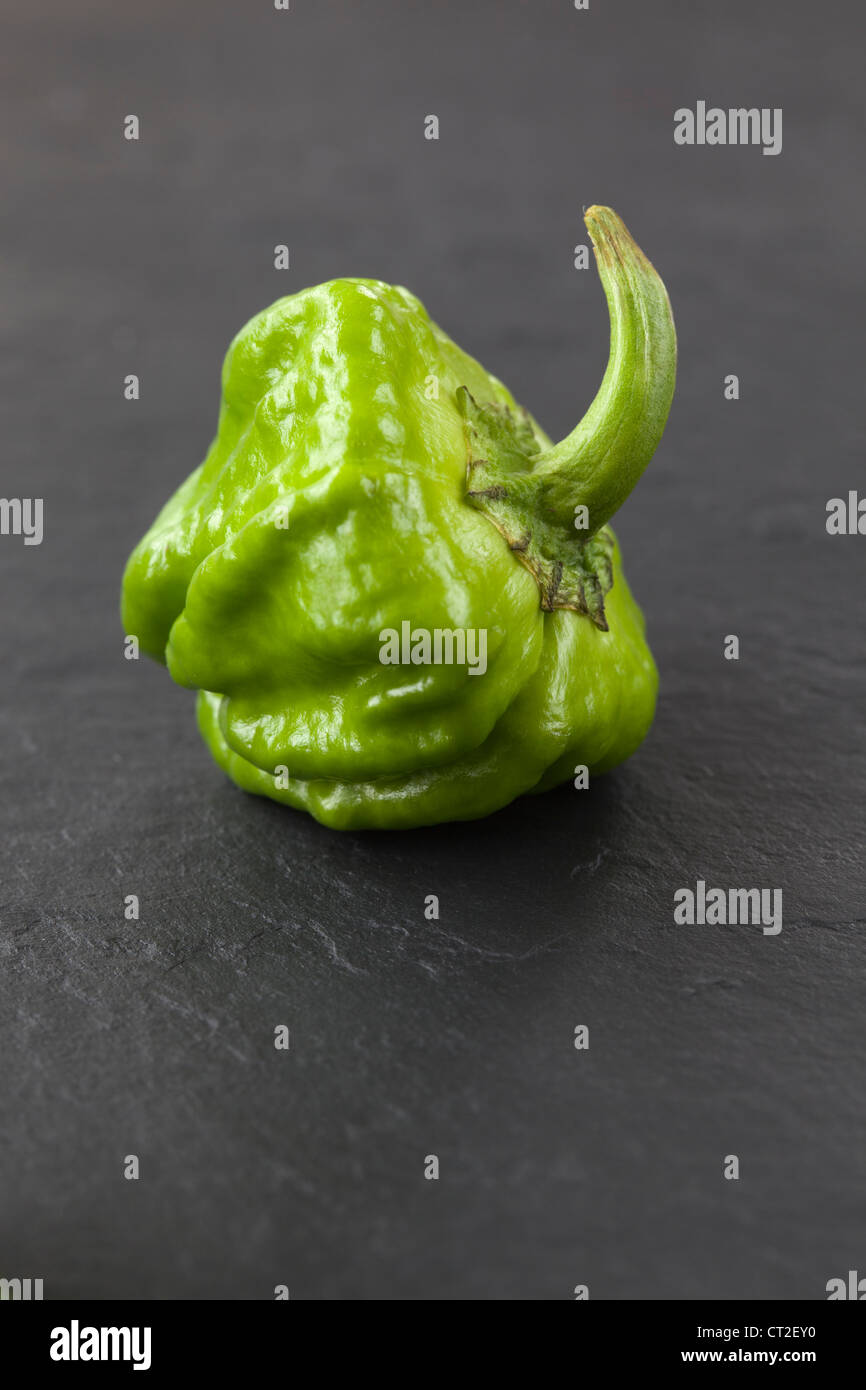 Green Scotch Bonnet Peperoncino Foto Stock