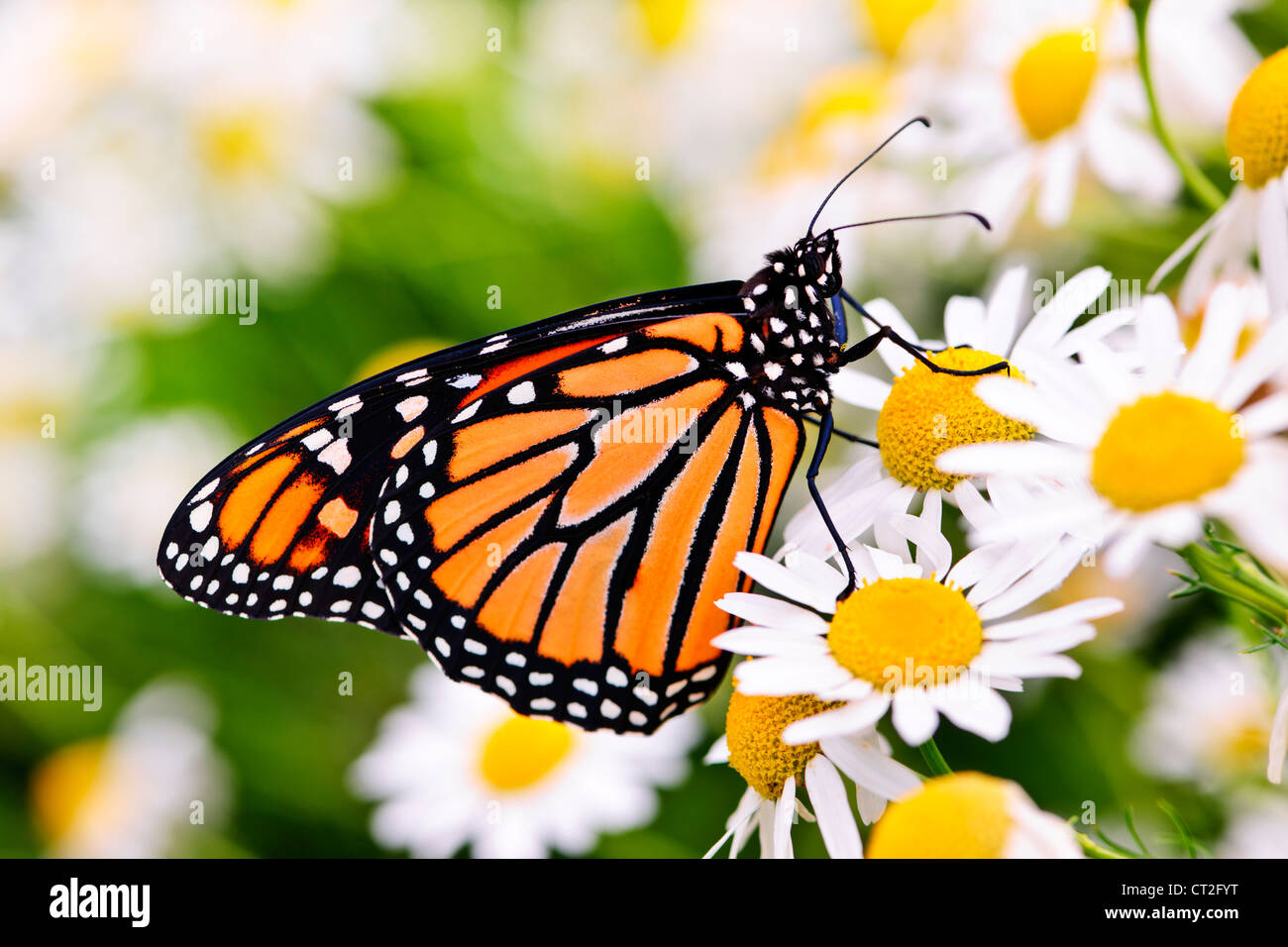 Coloratissima farfalla monarca seduto su i fiori di camomilla Foto Stock