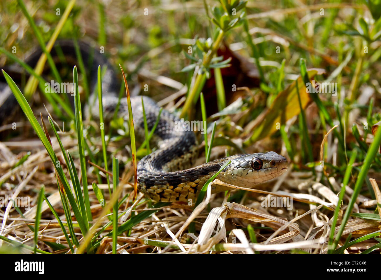 Giarrettiera orientale Snake (Thamnophis sirtalis) Foto Stock