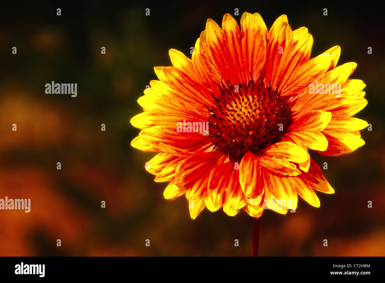 Fotografia di un Gaillardia aristata (blanketflower o firewheel), che è stata fotografata in Vista, California. Foto Stock