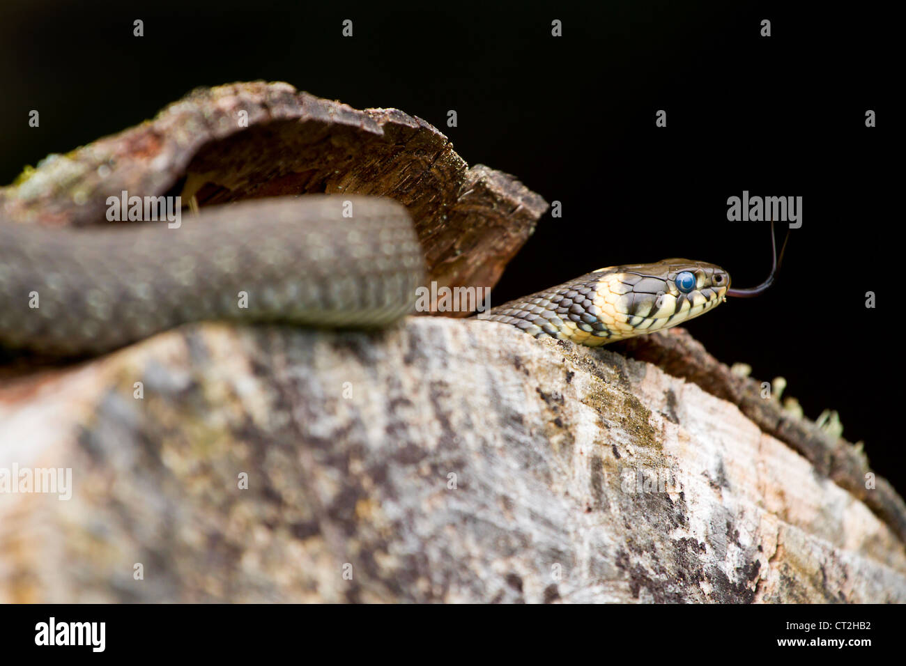 Wild sommatore europeo e la sua lingua biforcuta sul legno Foto Stock