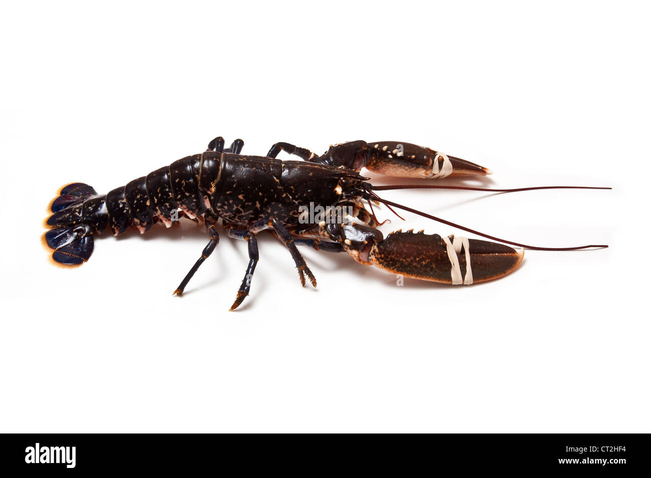 Politica europea comune Astici (Homarus gammarus) isolato su una bianca di sfondo per studio. Foto Stock