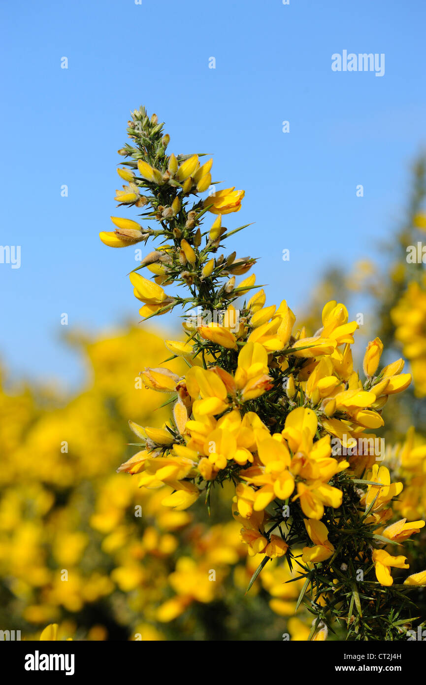 Picco di fioritura delle ginestre comune, Ulex Europaeus, contro il cielo blu, North Norfolk, Regno Unito, Aprile Foto Stock