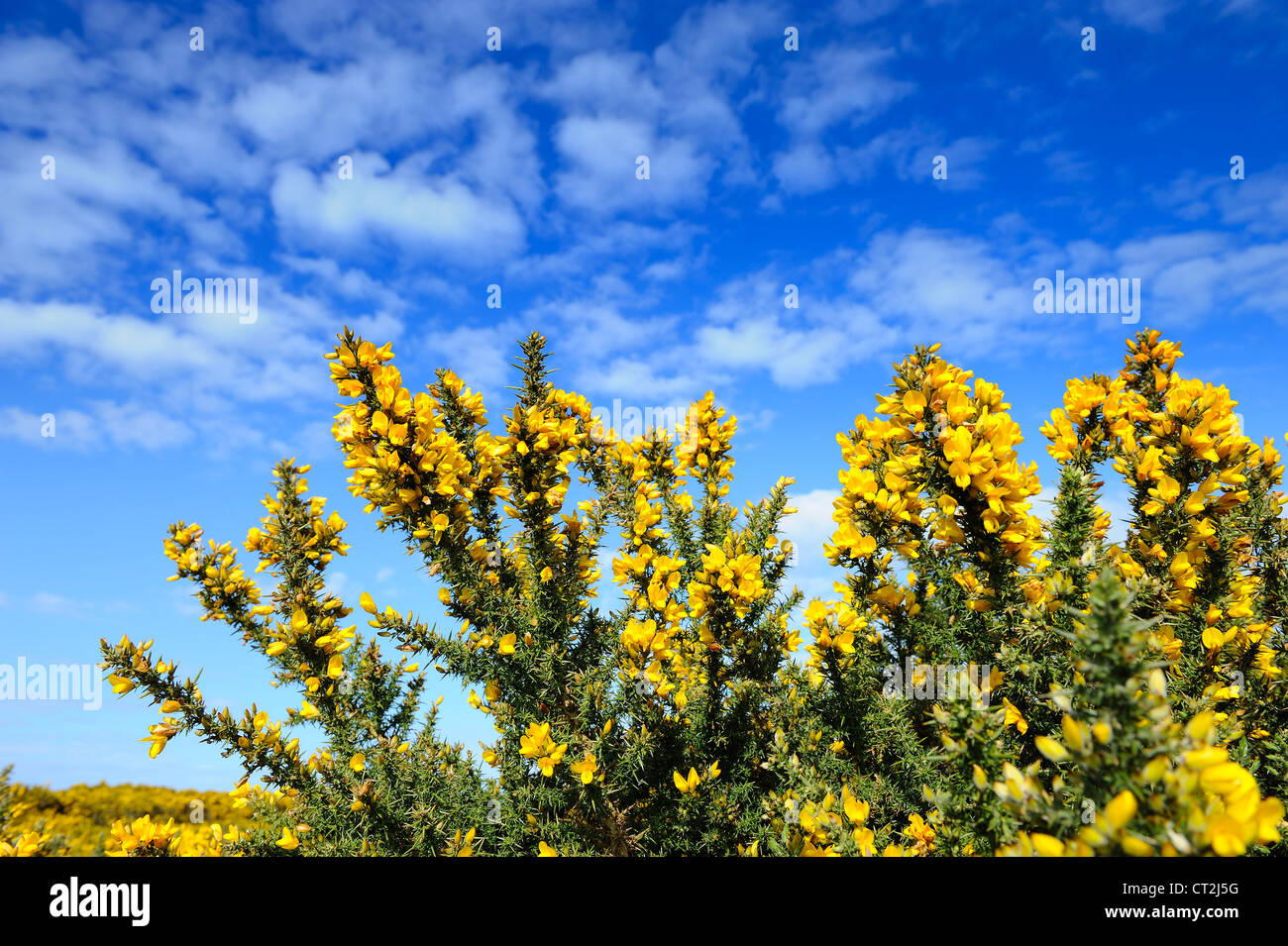 I picchi di fioritura delle ginestre comune, Ulex Europaeus, contro il cielo blu, North Norfolk, Regno Unito, Aprile Foto Stock