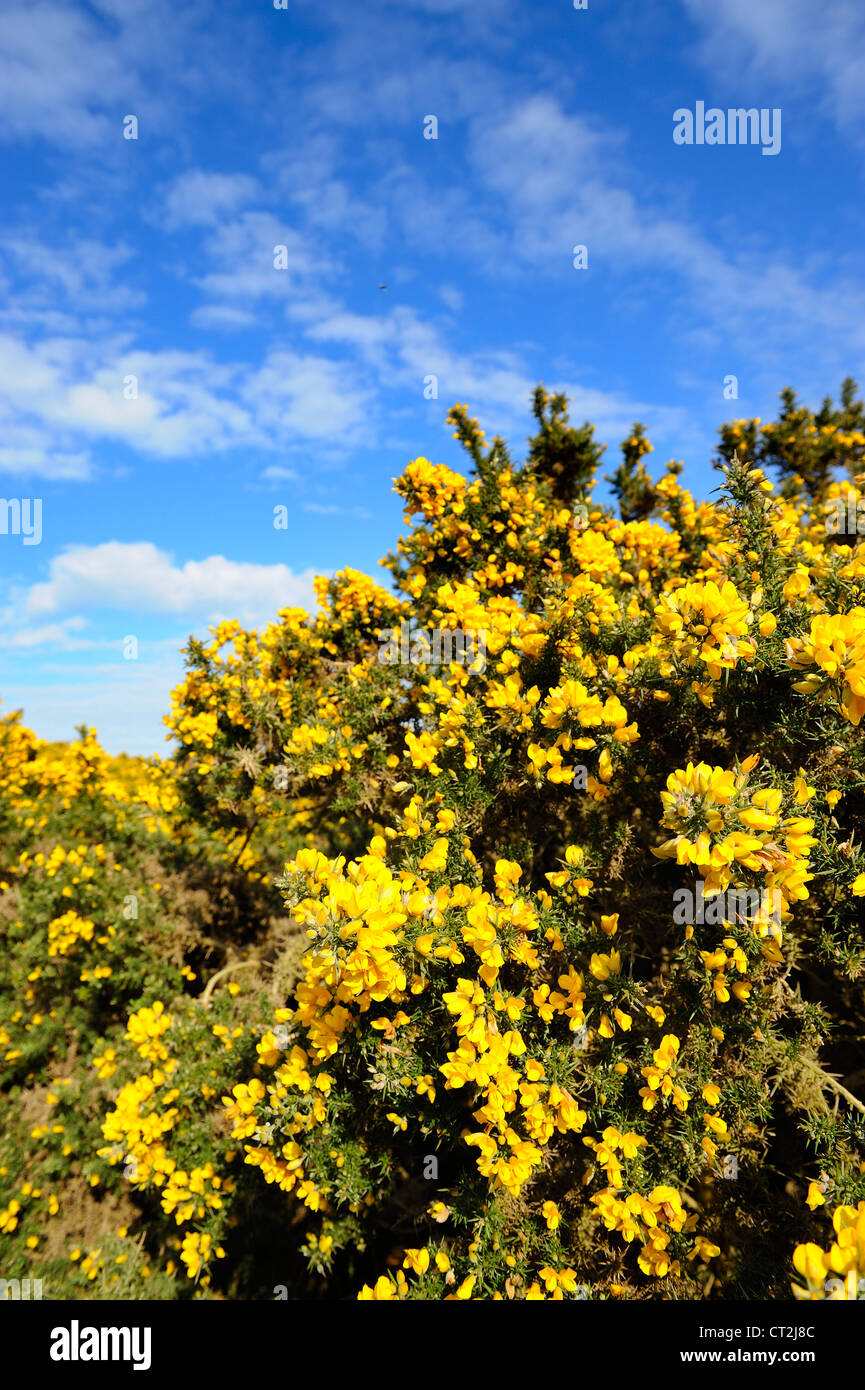 Ulex Europaeus, comune Gorse, fioritura sulla brughiera costiere, North Norfolk, Regno Unito, Aprile Foto Stock