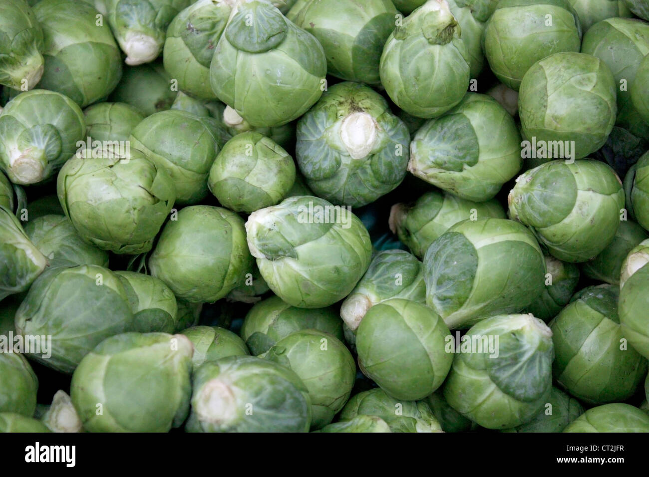 cavoletto di Bruxelles Foto Stock