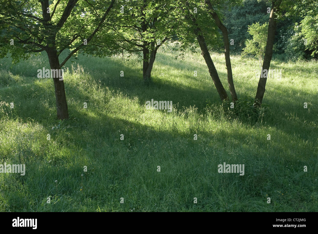 Le erbe e gli alberi con ombra e sfolgorante di luce bassa Foto Stock