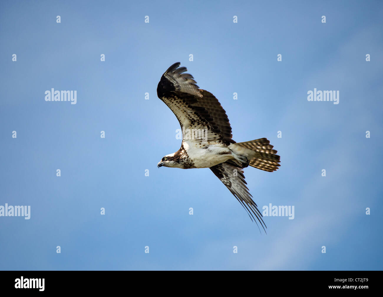 Osprey in volo, Delaware. Foto Stock