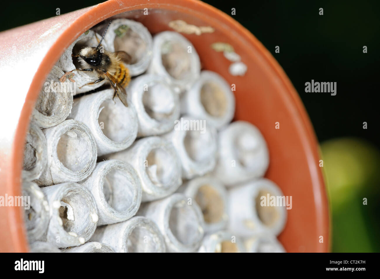 Red mason bee entrando, scopo in camere di nesting, Inghilterra, Giugno Foto Stock
