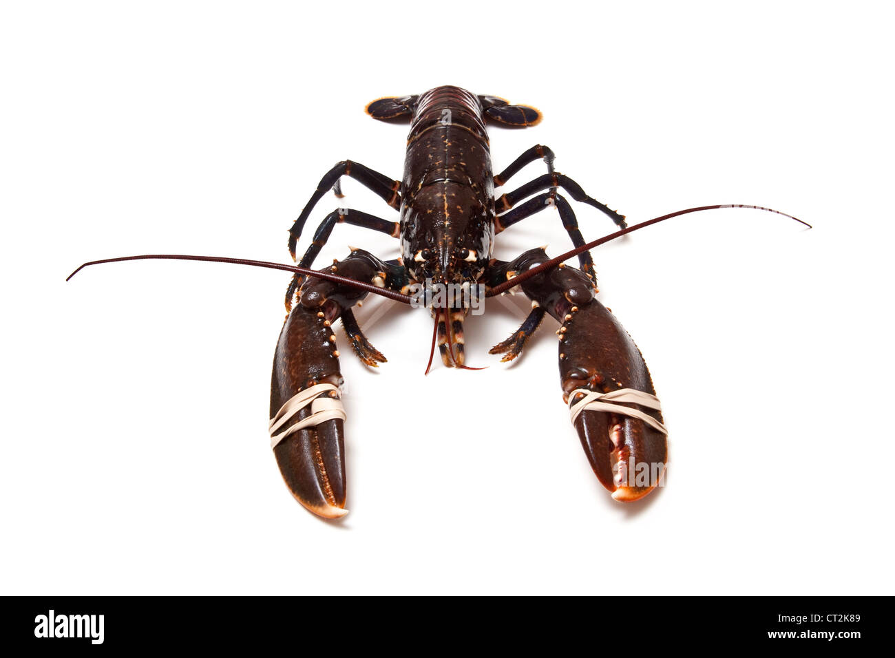 Politica europea comune Astici (Homarus gammarus) isolato su una bianca di sfondo per studio. Foto Stock