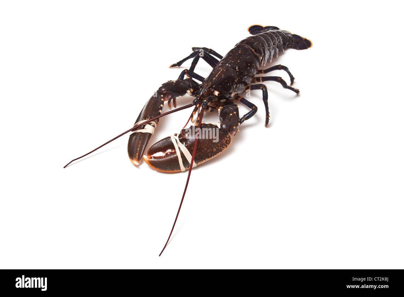 Politica europea comune Astici (Homarus gammarus) isolato su una bianca di sfondo per studio. Foto Stock