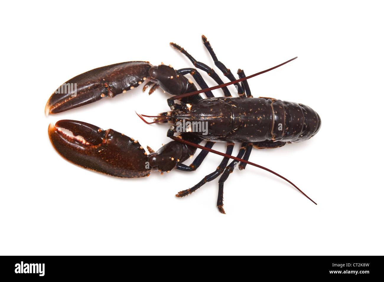 Politica europea comune Astici (Homarus gammarus) isolato su una bianca di sfondo per studio. Foto Stock