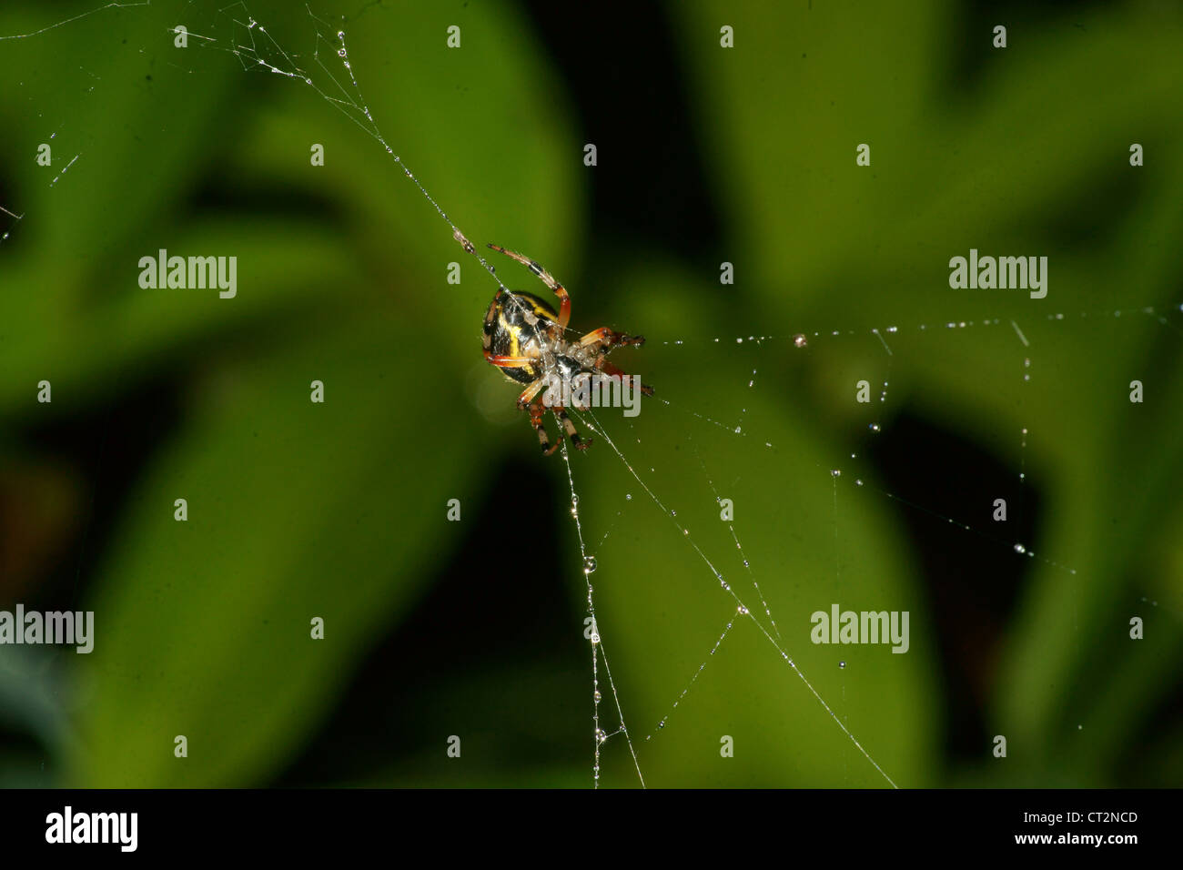 Orb in marmo spider crea un web e attende in medio fino a battenti la preda è intrappolata nel thread sticky. Zanne presso il pronto Foto Stock