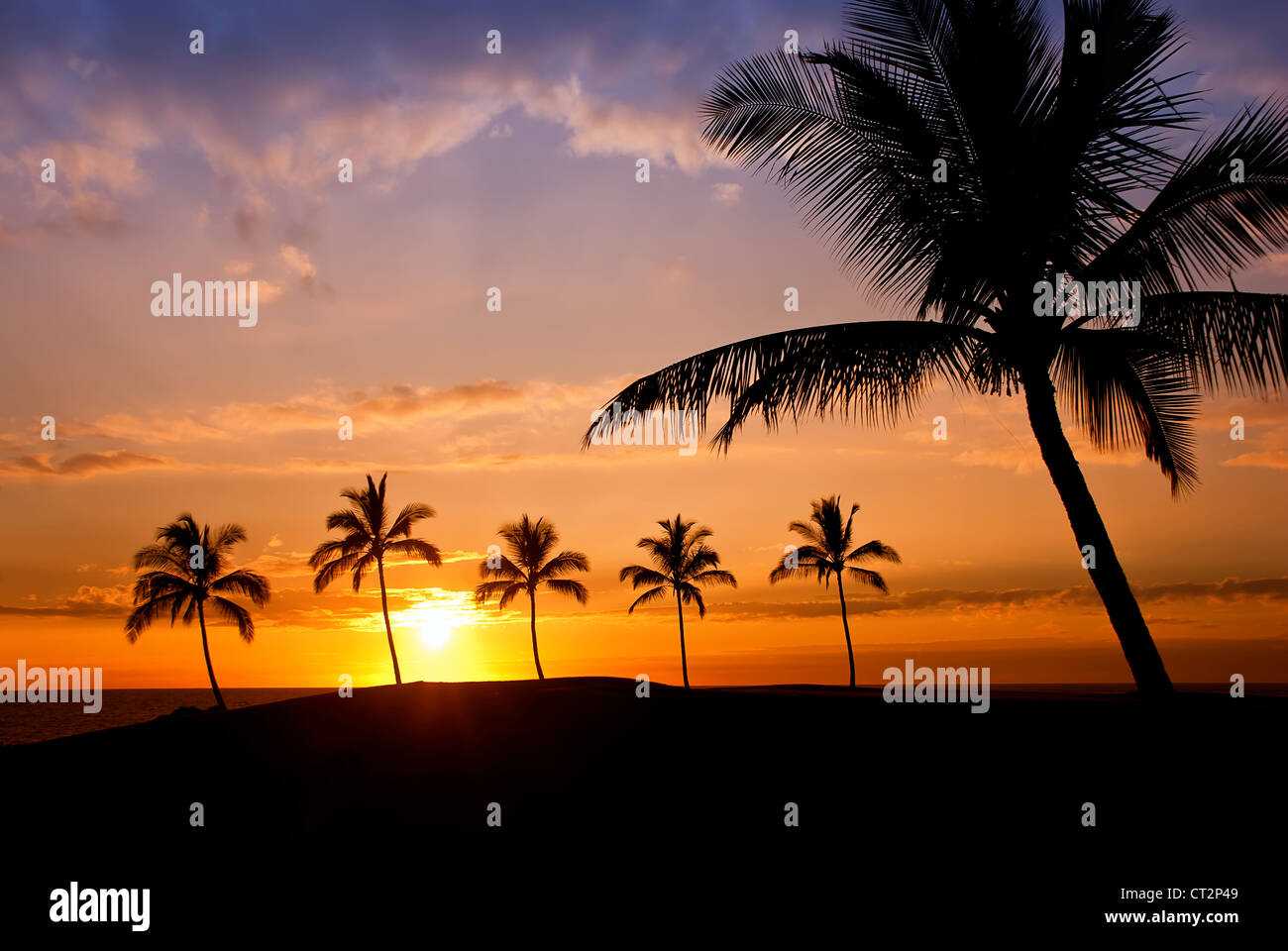 Hawaiian Palm tree tramonto sulla Grande Isola Foto Stock