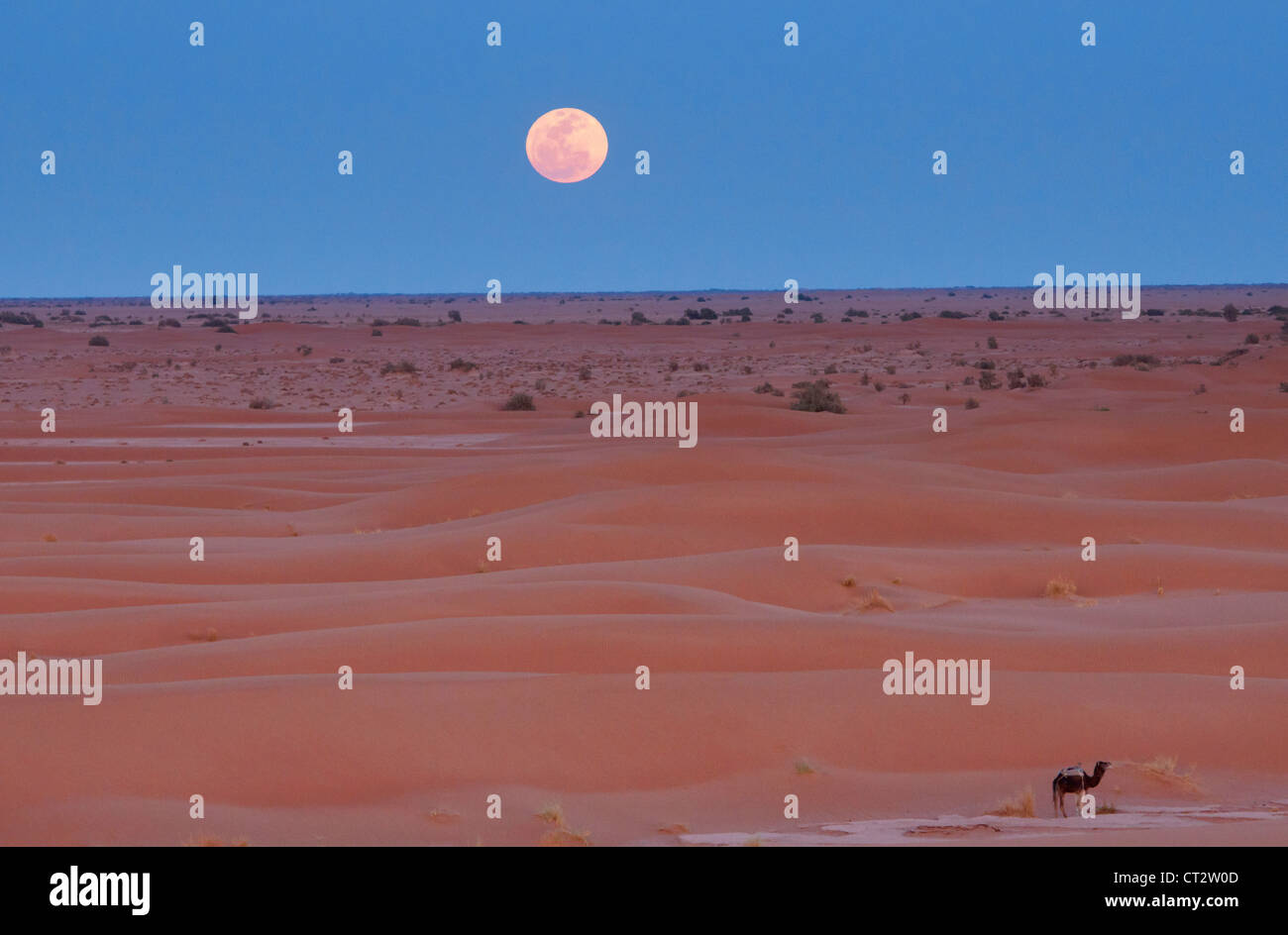 Luna piena sopra il deserto del Sahara in Erg Chigaga, Marocco Foto Stock