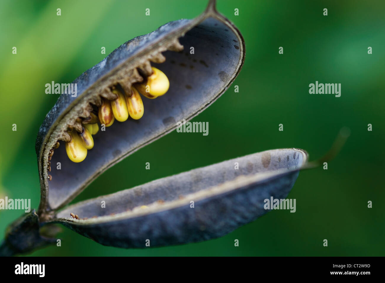 Baptisia australis, blu indaco falso Foto Stock